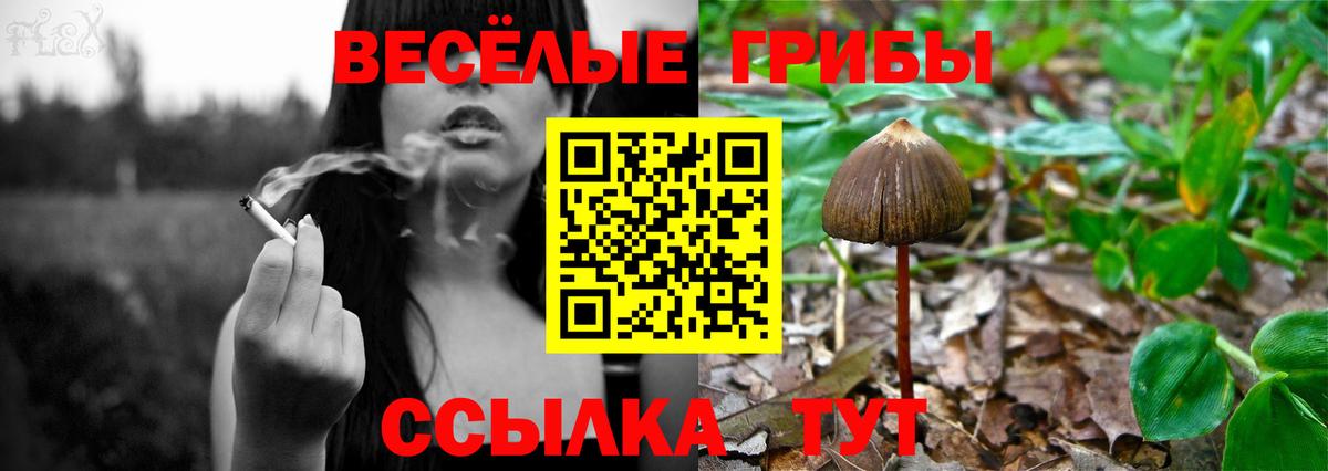 Кудрово  Галлюциногенные грибы Cubensis  где найти наркотики  Вход с VPN 
